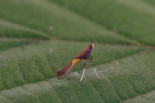 Réf. 215 335 : Caloptilia sp.